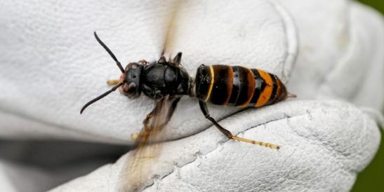 Asiatische Hornisse – jetzt auf Primärnester achten und melden
